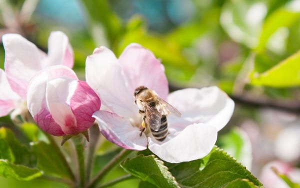 blossom bee pollinators