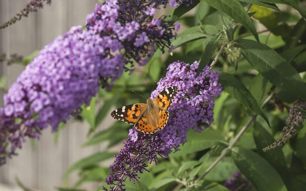buddleja-con-mariposa Las mejores plantas para suelos arcillosos - Ramas-de-lavanda-en-bebida-de-limon