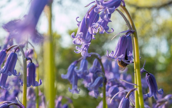 bumble bee blubell