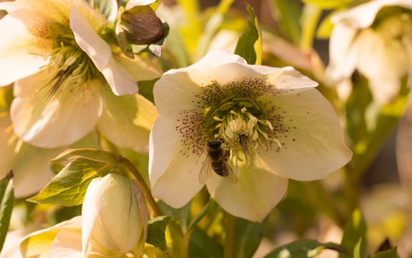 christmas rose pollinators