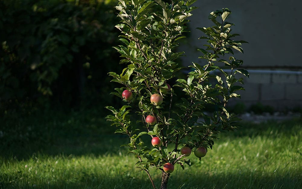 fruit-bush-apples