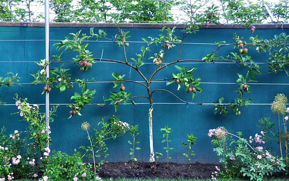 fan trained apple tree