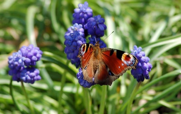 grape hyacinth butterfly