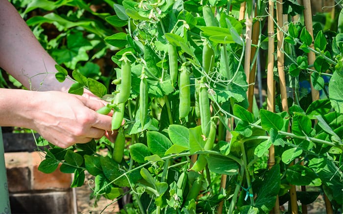 harvest-peas-from-veg-plant