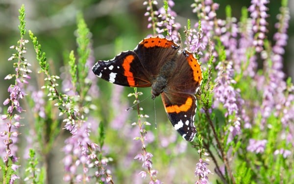 heather butterfly