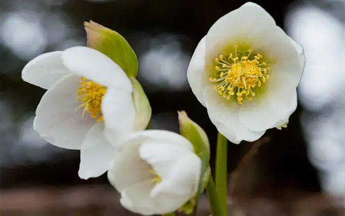 helleborus-pure-white-petals