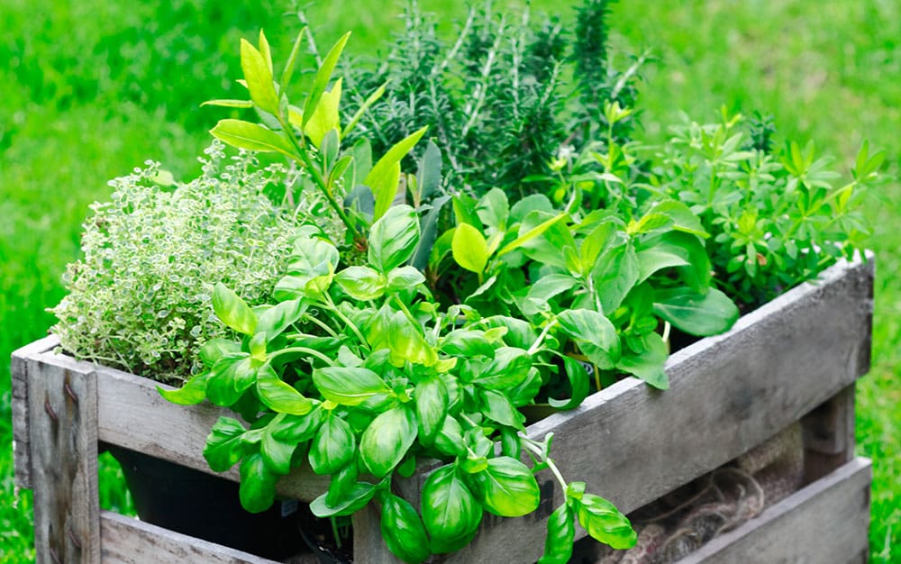 herb-garden growing outside