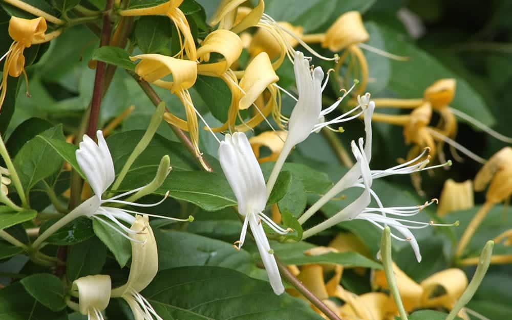 honeysuckle