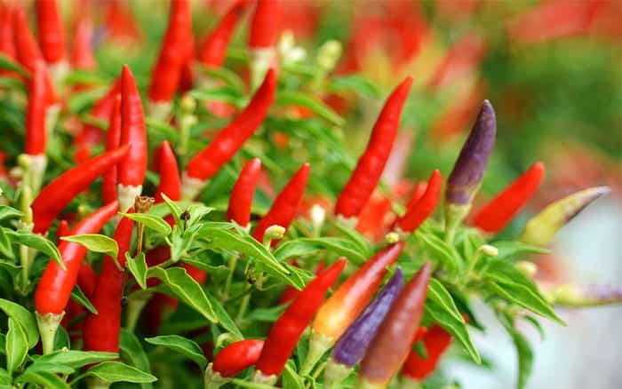 how-to-grow-chillies easy vegetable garden