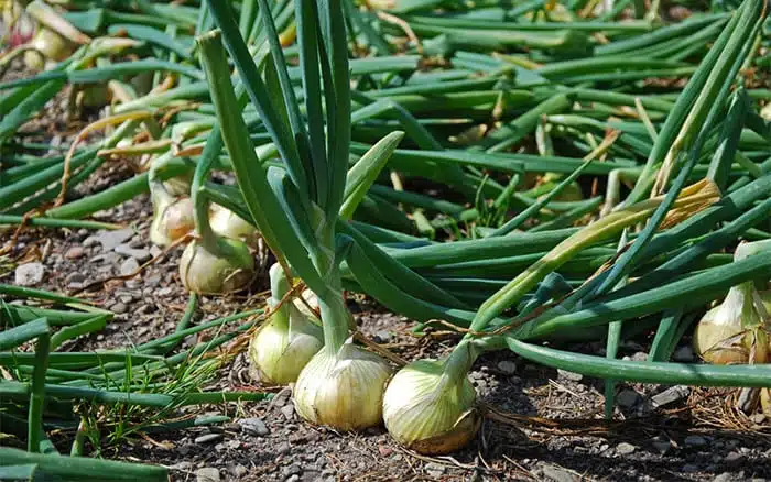 how to grow onions-growing-in-the-ground