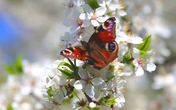 peacock butterfly on blossom