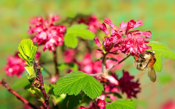 ribes pollinators