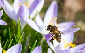 pollinators crocus