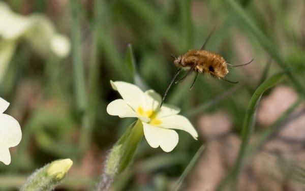 primrose bee