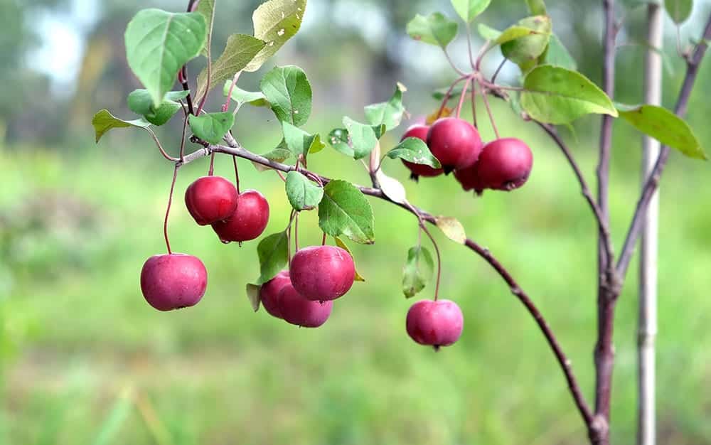 apple fruit plant