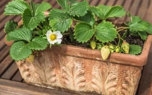 mall-strawberry-plant-container