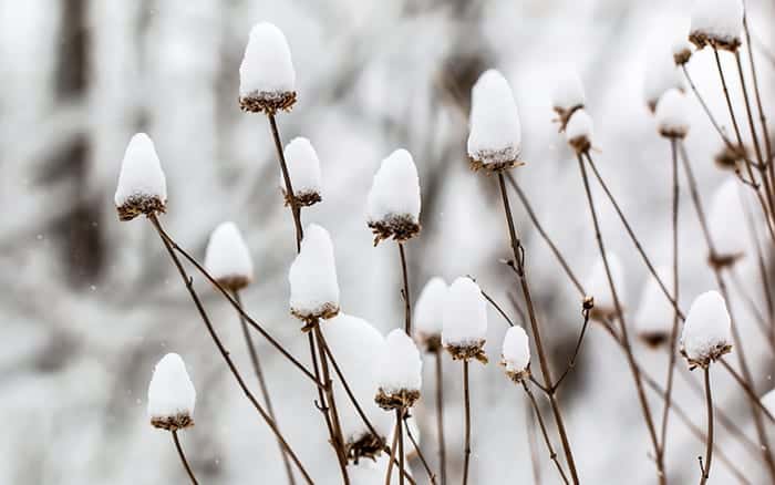 snow-on-plants-winter-protection