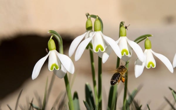 snowdrop pollinating insect