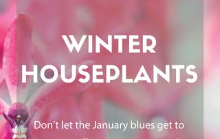 winter houseplants