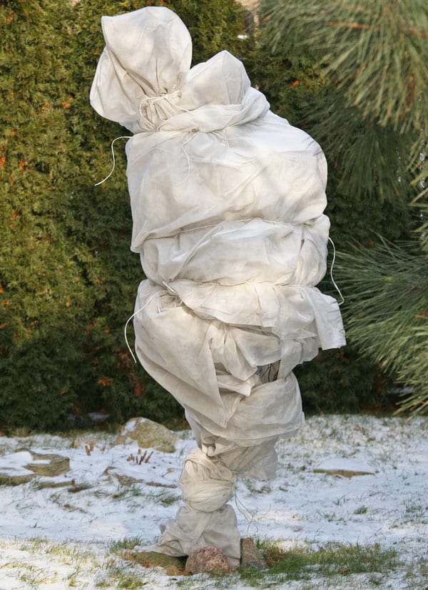 wrap-plants-in-horticultural-fleece-protect-over-winter-from-snow-frost