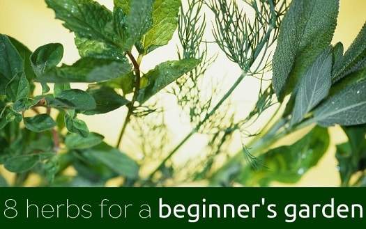 The 8 Best Herbs To Grow For A Beginner S Herb Garden David Domoney