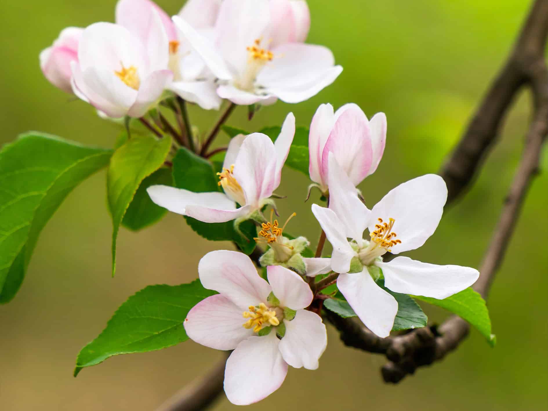 Crabapple Blossom