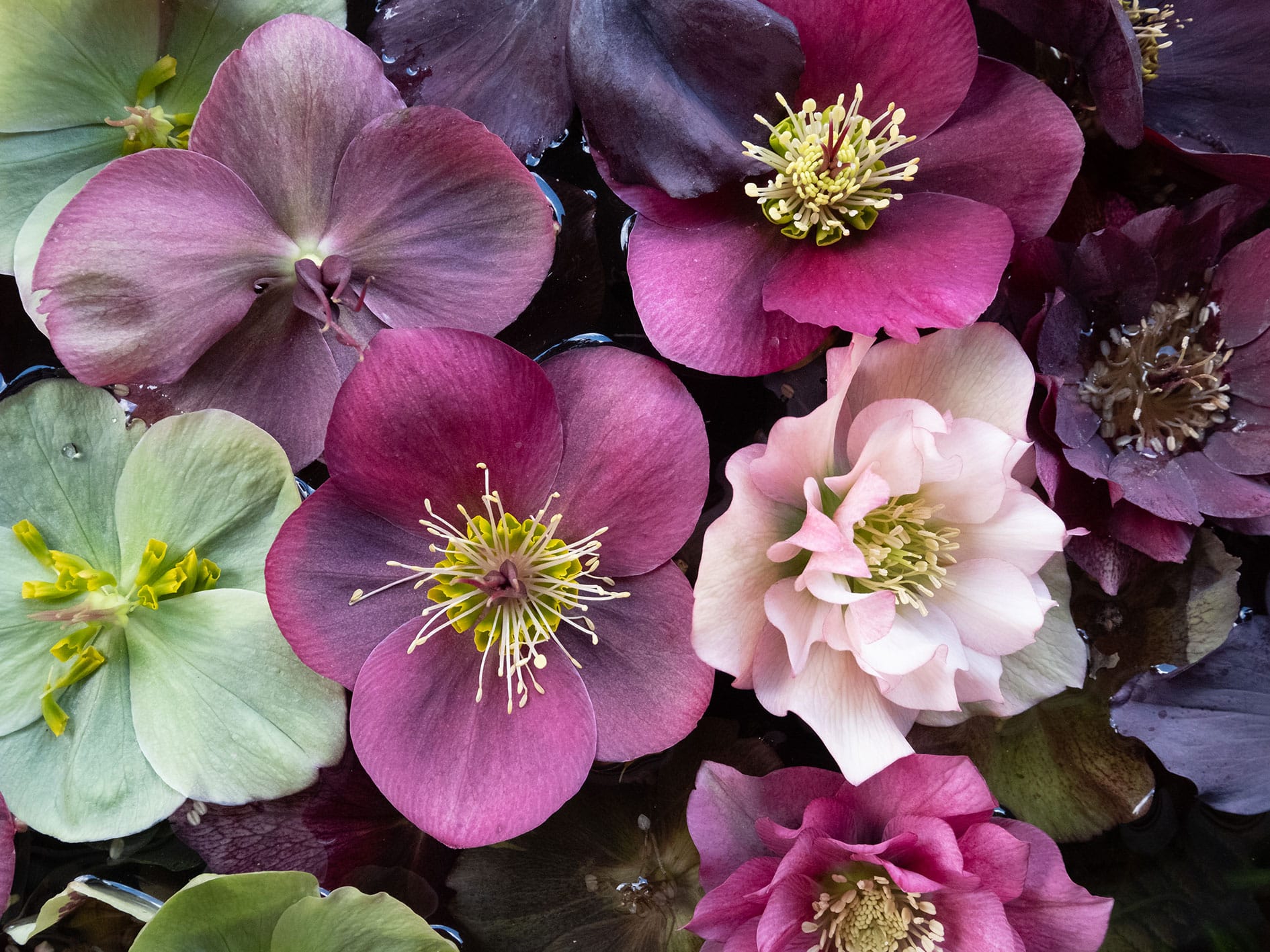 Hellebores, mixed colours