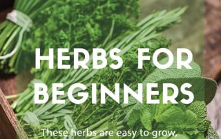 Herbs for beginners