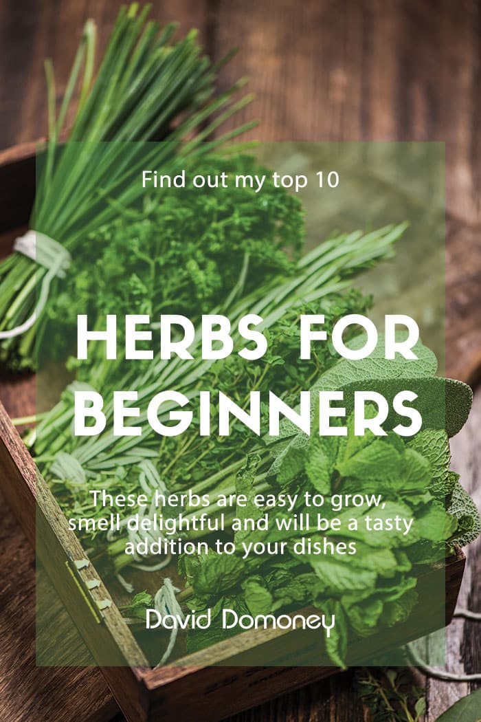 The 10 Best Herbs To Grow For Beginners, Herb Garden Tips Beginners