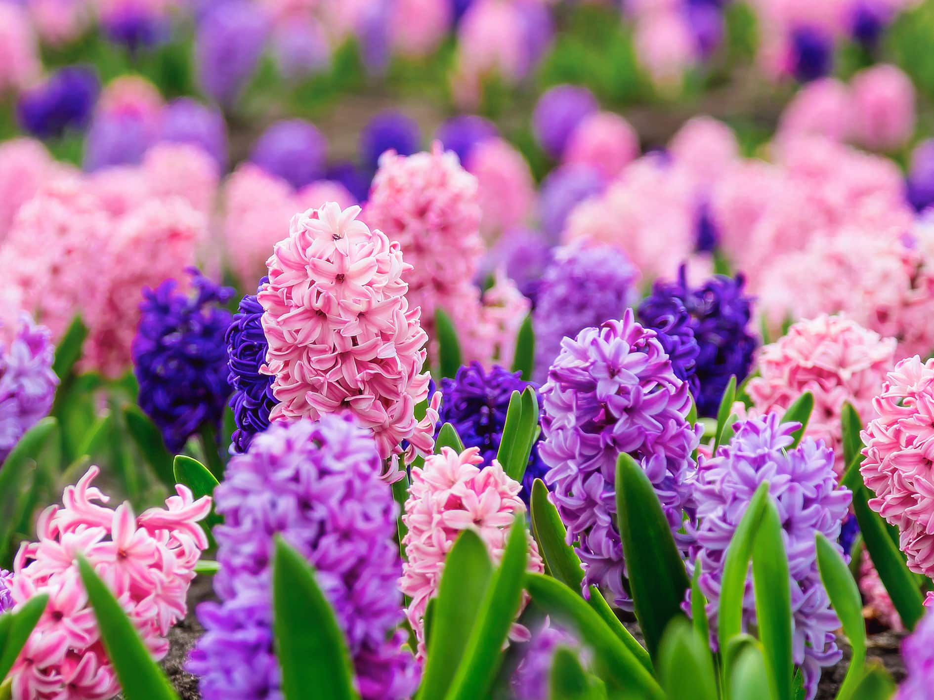 Hyacinths in a field