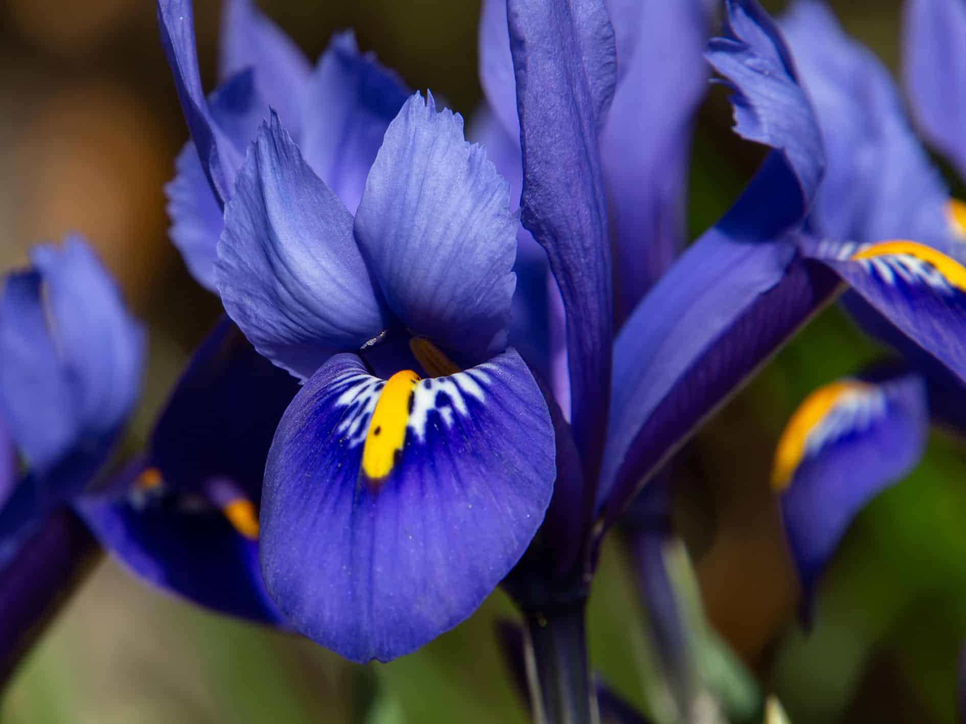 Iris Reticulata