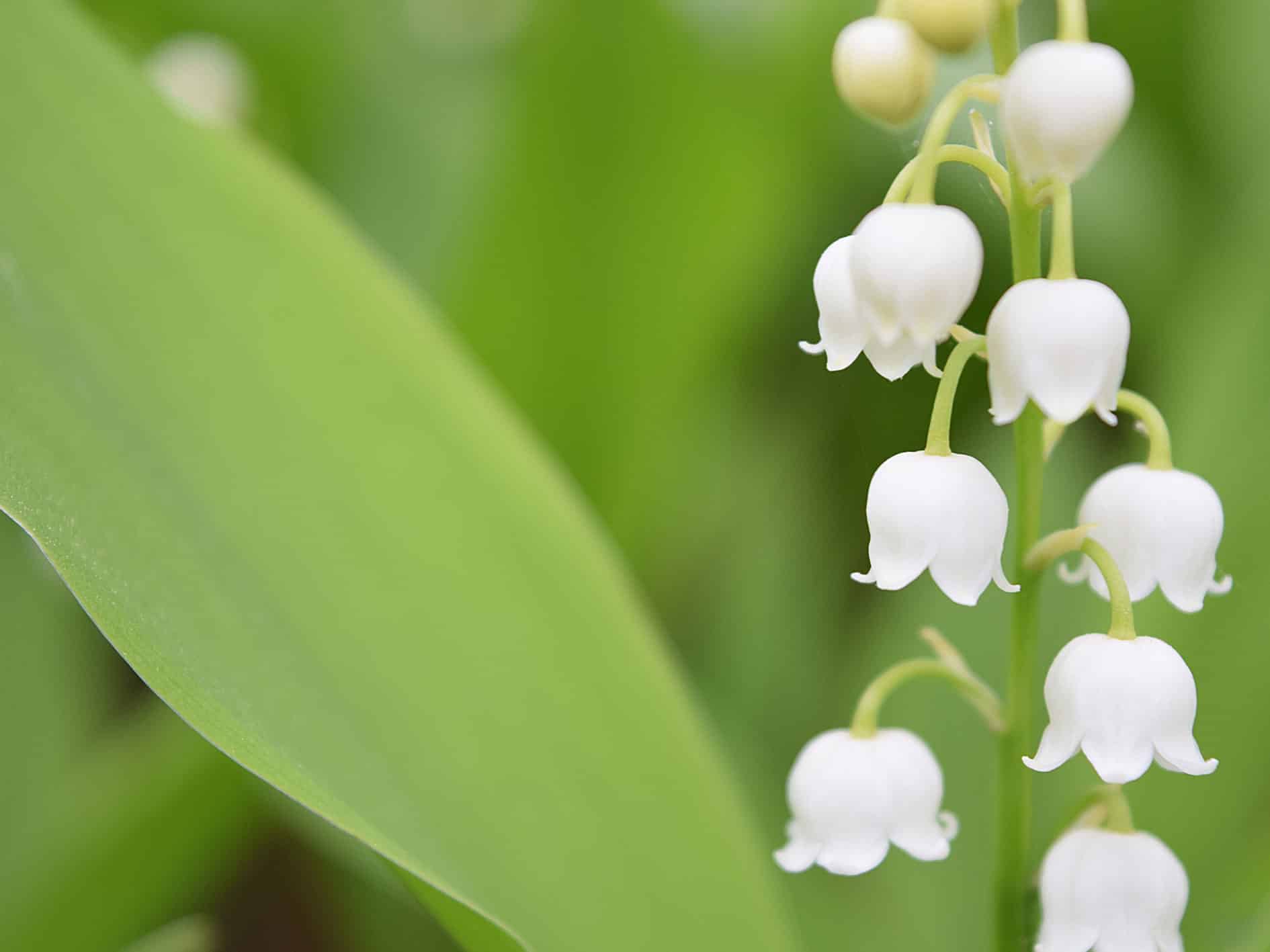 Lily of the valley, Convallaria Majalis