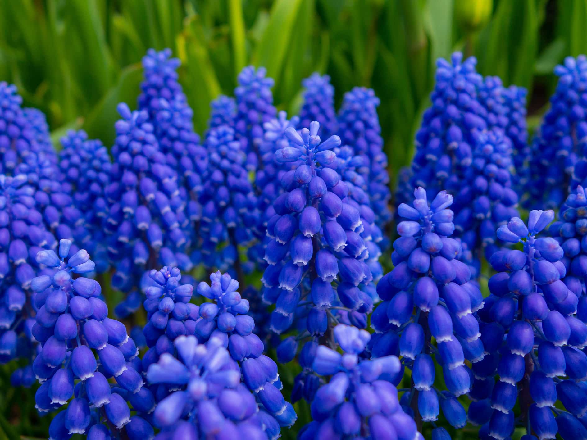 Muscari 'Grape Hyacinth' and Muscari Macricatpum.