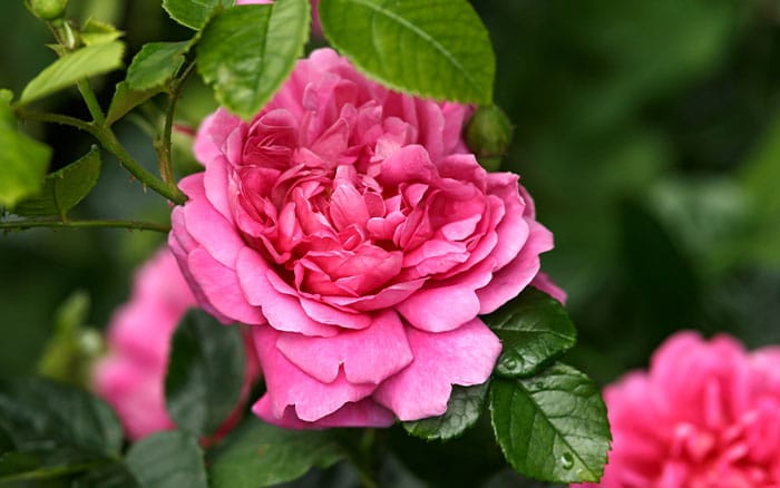 Rose-petal-salad-2