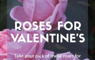 Top ten roses for Valentine's Day and beyond