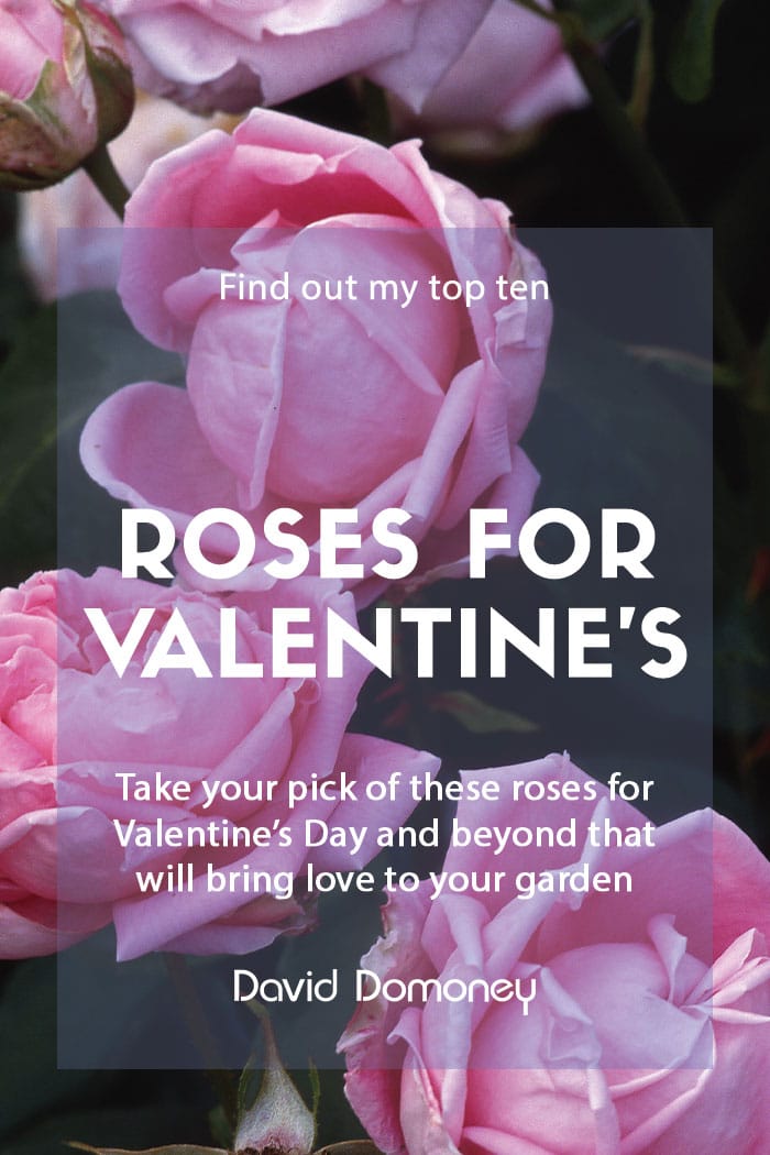 Top ten roses for Valentine's Day and beyond