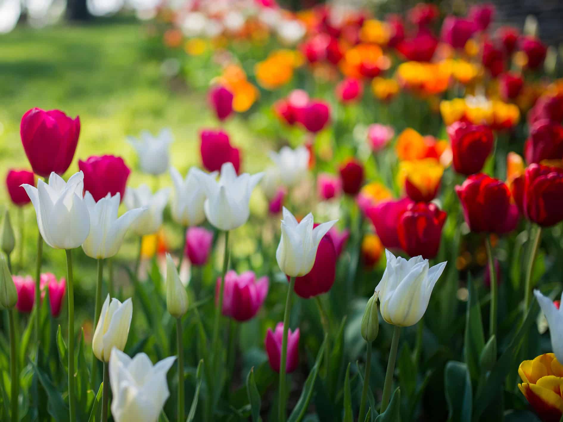 Field multi-coloured tulips