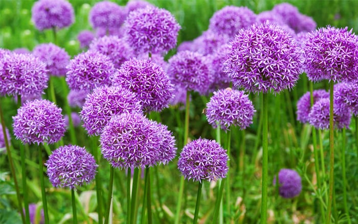 alliums