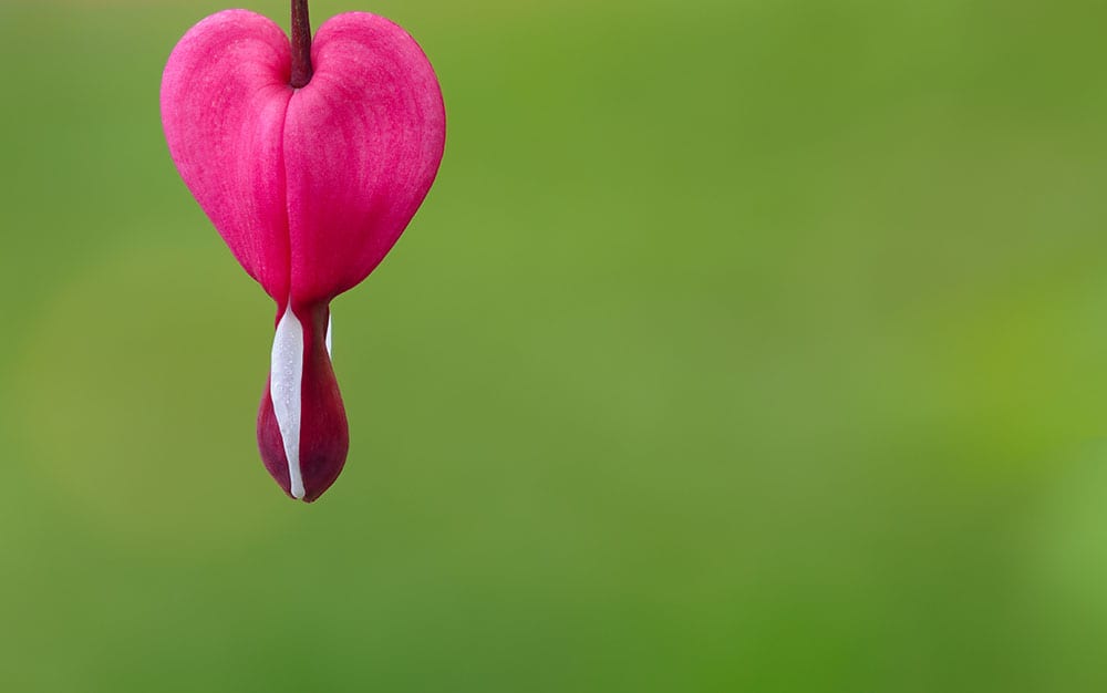 bleeding heart Valentine's