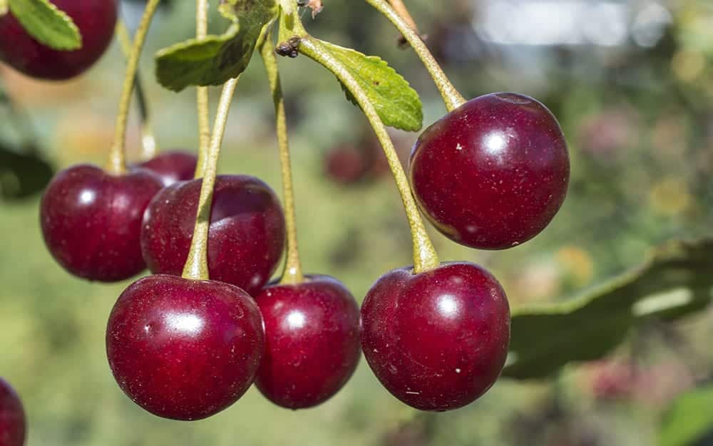 The Top 5 Romantic Flowers And Plants For Valentine S Day