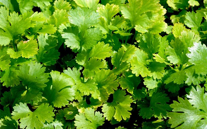 how to grow your own coriander from seed