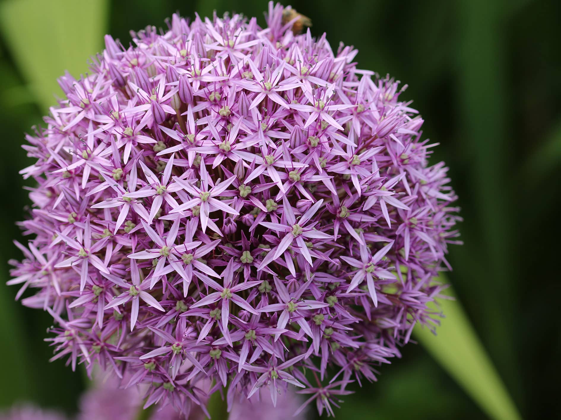 Allium hollandicum, Dutch Garlic