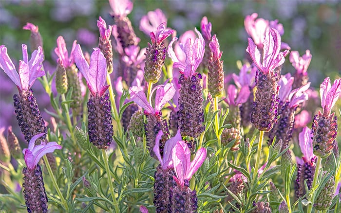 lavender-bush-pink