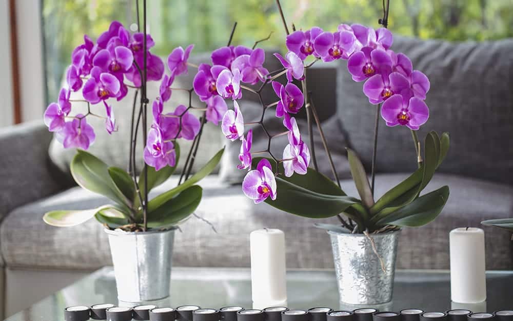 orchids for valentine's