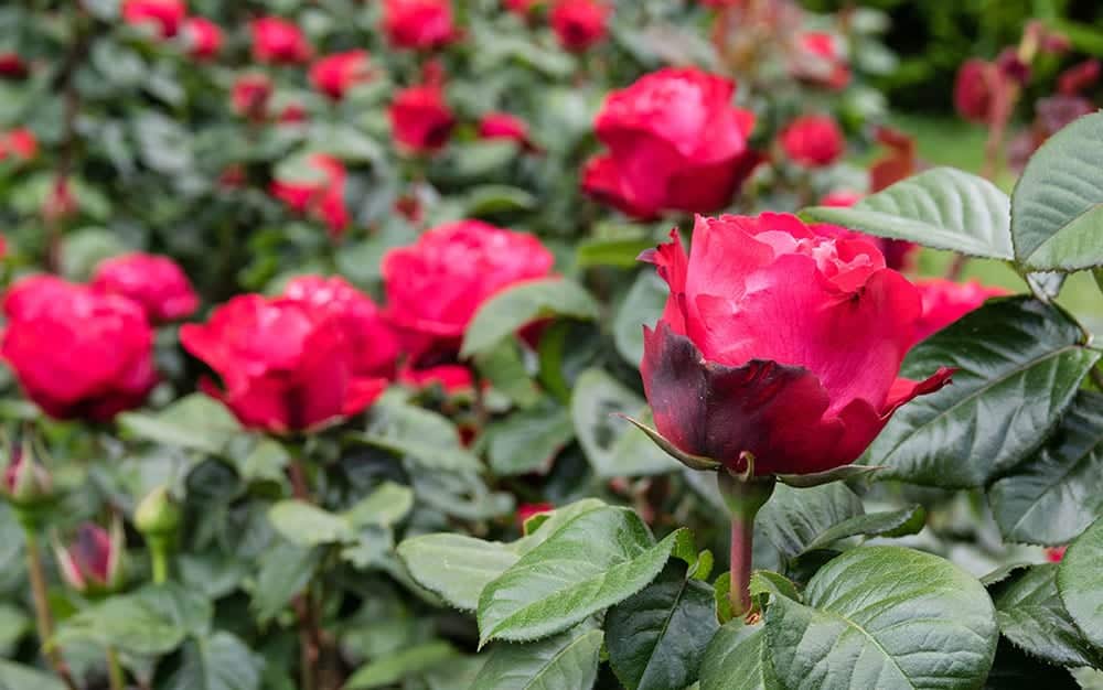 red valentines roses garden