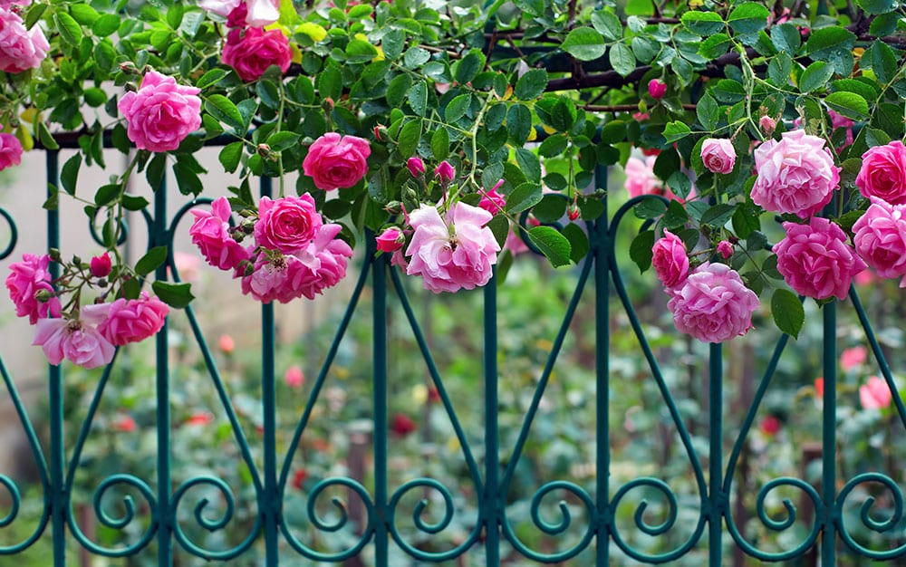 pink valentines roses