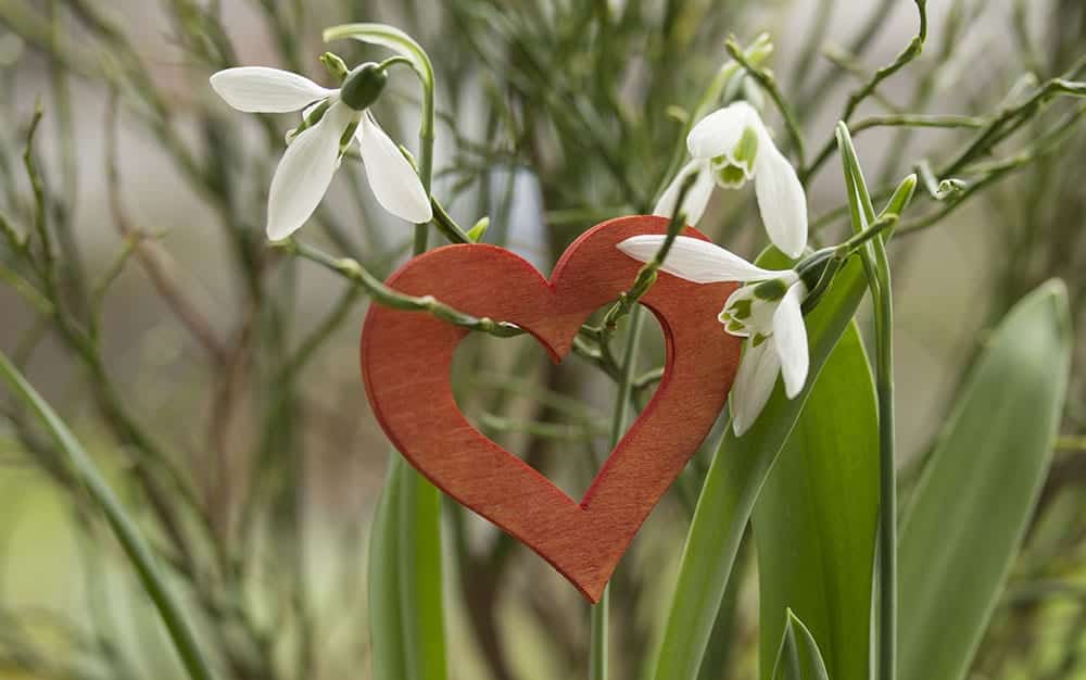 snowdrops heart