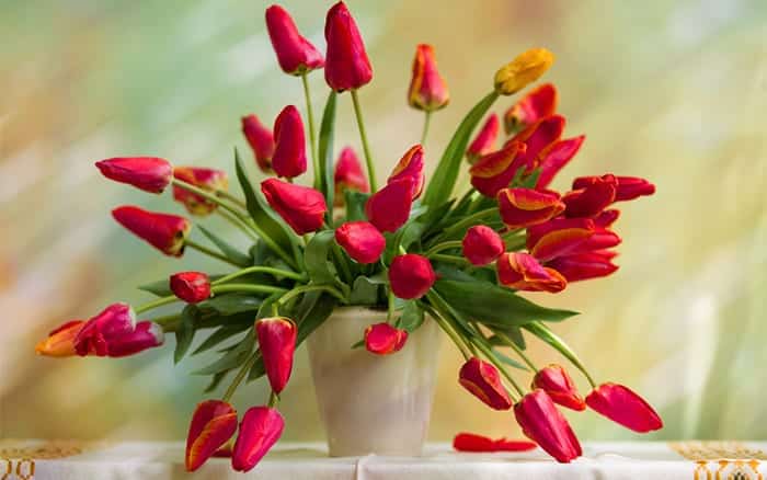 Red tulips are a great alternative to roses for Valentine's Day