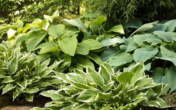 jardin-de-sombra-hosta Ramas-de-lavanda-en-bebida-de-limon