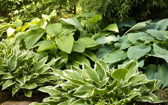 hosta-shade-garden